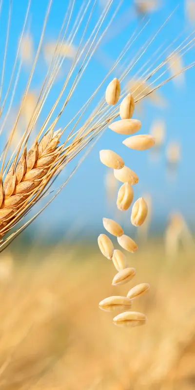 Seed/Grain Cleaning, Grading Solutions