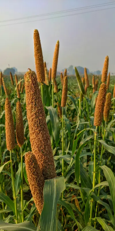 Millet Cleaning, Grading Solutions